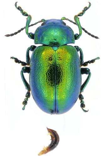Réf. 300 220 : Chrysolina graminis